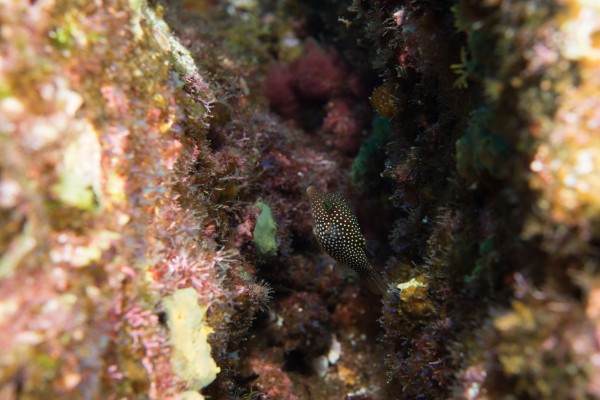 Small Fish by Michael Brown